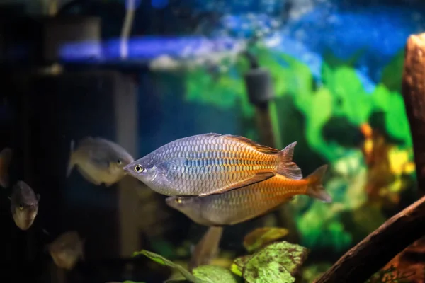 Pesci d'acqua dolce in acquario — Foto Stock