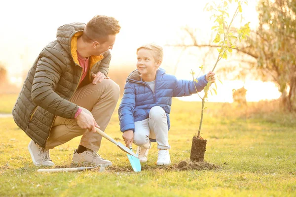 Father Little Son Planting Tree Outdoors — Stock Photo, Image