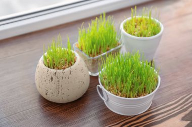 Tencere ile pencere pervazına buğday çim