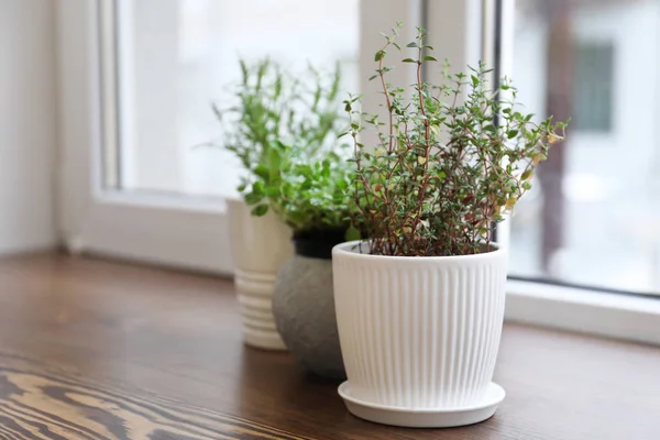 窓枠に鍋の植物 — ストック写真