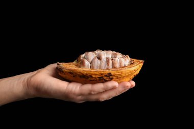 Siyah arka plan, closeup üzerine kakao pod tutan kadın kesmek