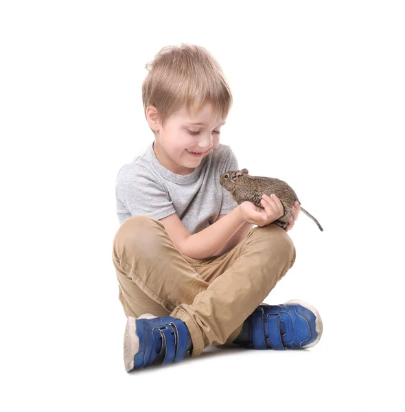 Μικρό Αγόρι Χαριτωμένο Κατοικίδιο Ζώο Degu Κάθεται Λευκό Φόντο — Φωτογραφία Αρχείου