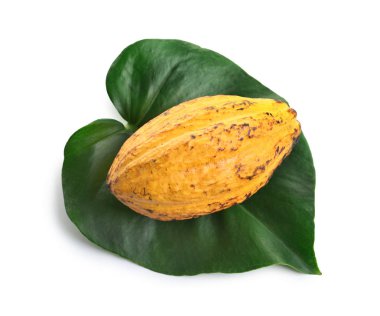 Olgun sarı kakao pod ve beyaz arka plan üzerinde tropikal yaprak