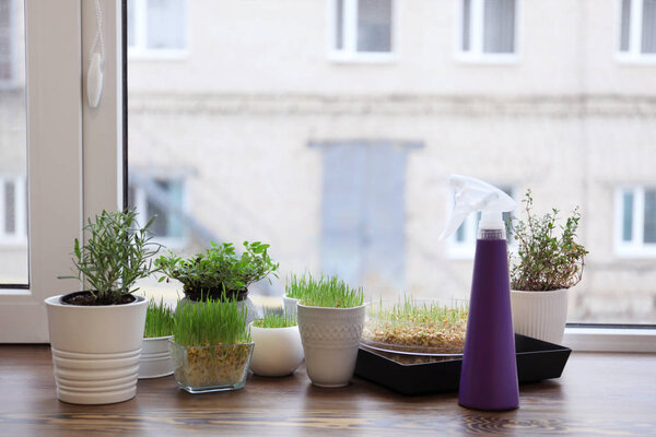 Pots with wheat grass, plants and spray bottle on window sill