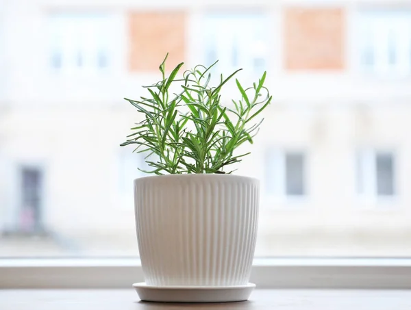 Pflanze Topf Auf Fensterbank — Stockfoto
