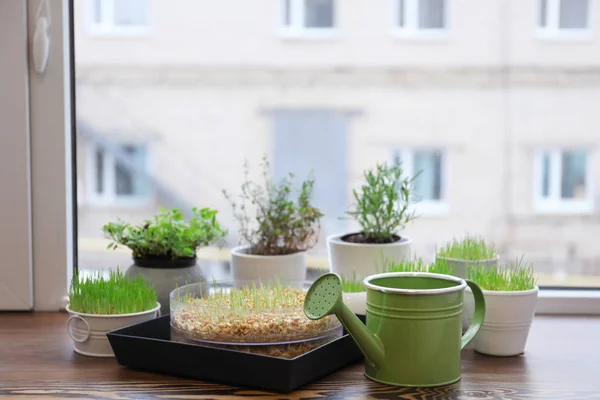 Pots Avec Herbe Blé Plantes Arrosoir Sur Rebord Fenêtre — Photo