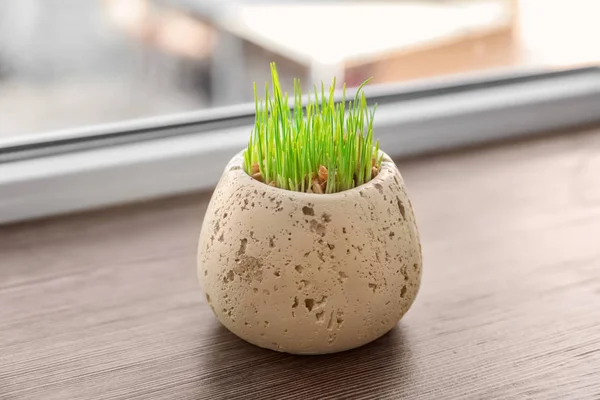 Maceta Con Hierba Trigo Alféizar Ventana — Foto de Stock