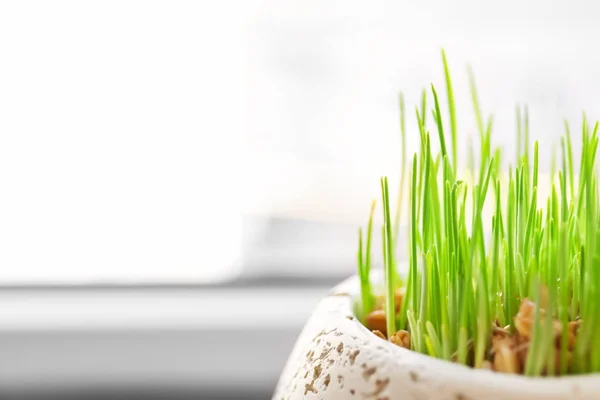 Maceta Con Hierba Trigo Alféizar Ventana Primer Plano — Foto de Stock