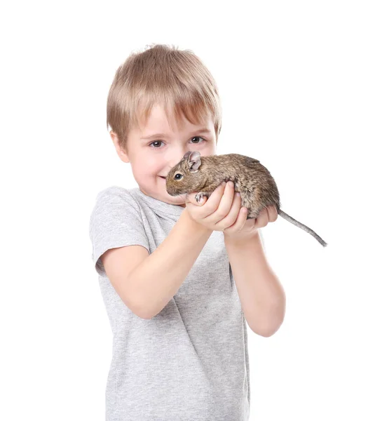 Liten Pojke Med Söta Husdjur Degu Vit Bakgrund — Stockfoto