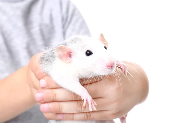 白地にかわいいペットのネズミを持った少年 — ストック写真