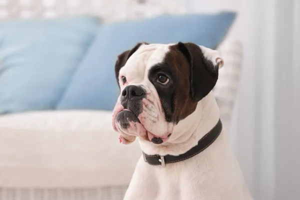 Sød Hvid Boxer Hund Sløret Baggrund Vedtagelse Kæledyr - Stock-foto