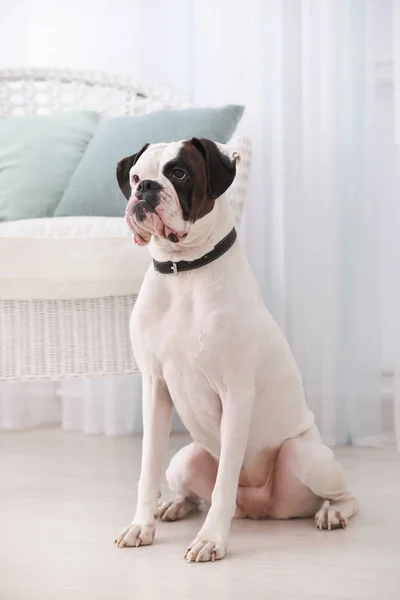 Sød Hvid Boxer Hund Indendørs Vedtagelse Kæledyr - Stock-foto