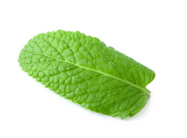 Beyaz arka plan üzerinde taze melisa yaprağı
