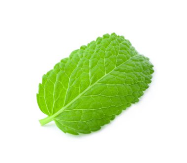 Beyaz arka plan üzerinde taze melisa yaprağı