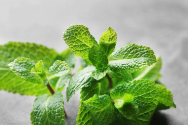 Taze limon balm, portre