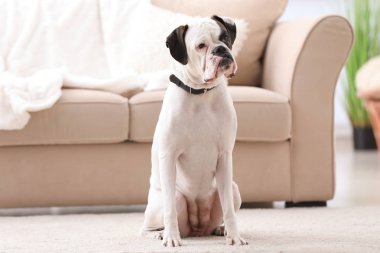 Sevimli beyaz Boxer Köpek kapalı. Evde beslenen hayvan evlat edinmek