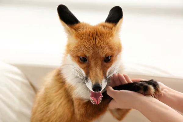 Kadın Evde Beslenen Hayvan Fox Kapalı Closeup Ile — Stok fotoğraf