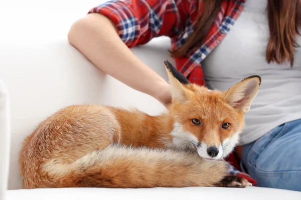 Woman Pet Fox Indoors Closeup — Stock Photo, Image