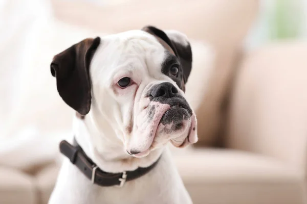 Söt Vit Boxer Hund Suddig Bakgrund Sällskapsdjur Adoptionen — Stockfoto