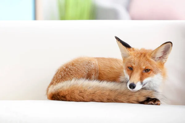 Adorabile Volpe Animale Domestico Sul Divano Chiuso — Foto Stock