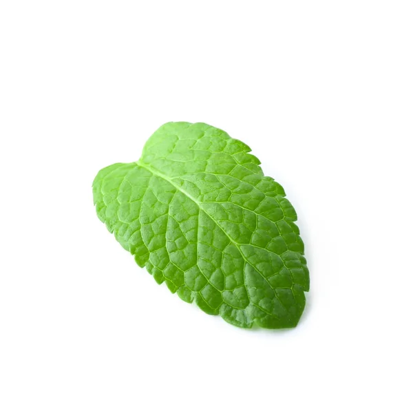 Fresh lemon balm leaf on white background — Stock Photo, Image