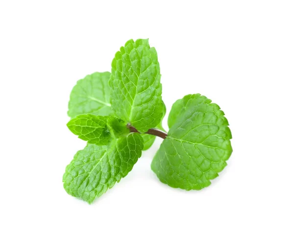 Fresh Lemon Balm White Background — Stock Photo, Image