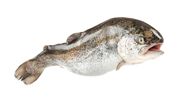 Rainbow Trout White Background — Stock Photo, Image