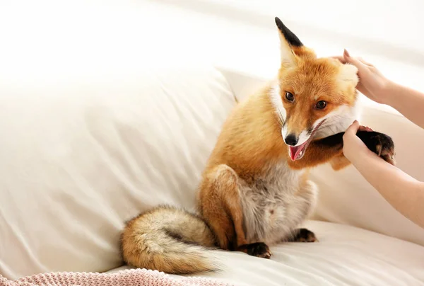 Woman Pet Fox Indoors Closeup — Stock Photo, Image