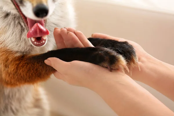 Woman Pet Fox Indoors Closeup — Stock Photo, Image