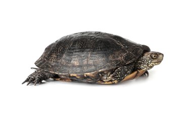 Sevimli kaplumbağa üzerinde beyaz izole