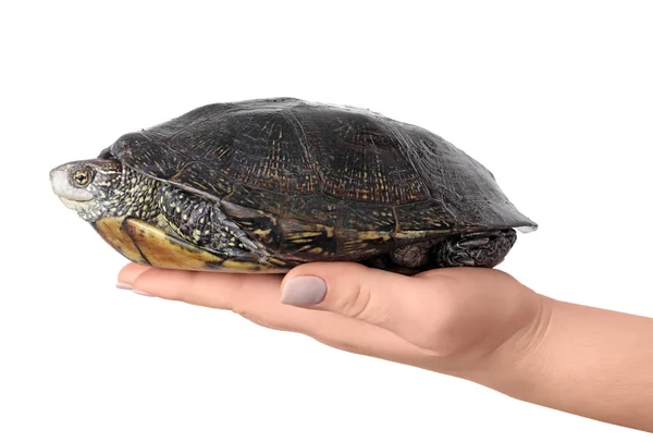 Frau Hält Entzückende Schildkröte Isoliert Auf Weißem Grund — Stockfoto