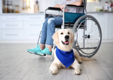Şirin hizmet köpek tekerlekli sandalye kapalı kız yakın katta yalan