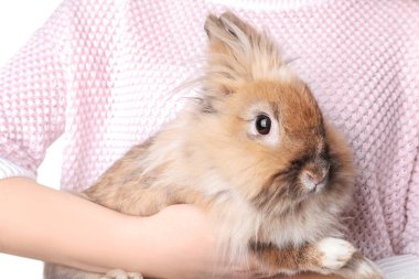 Beyaz walll önce komik tüylü tavşan tutan kadın