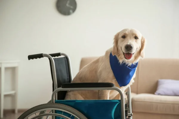 Милая Служебная Собака Сидит Инвалидной Коляске Помещении — стоковое фото