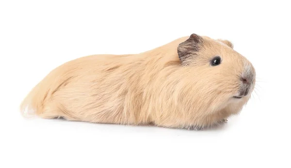 Lustiges Meerschweinchen Isoliert Auf Weiß — Stockfoto