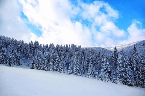 Красивый Ландшафт Снежного Елового Леса Горной Местности — стоковое фото