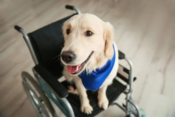 Bonito Cão Serviço Sentado Cadeira Rodas Dentro Casa — Fotografia de Stock