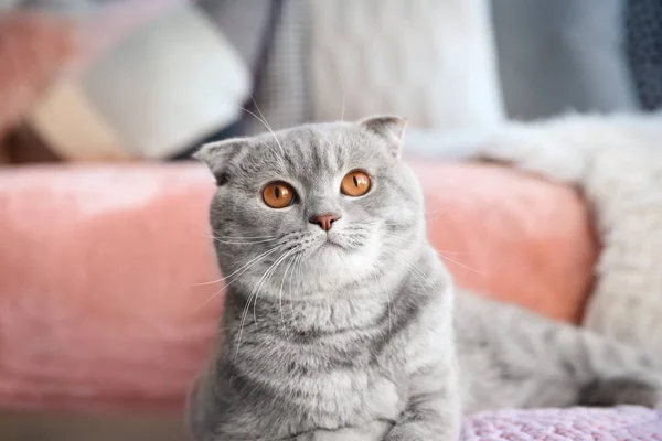 Симпатичная кошка на размытом фоне — стоковое фото