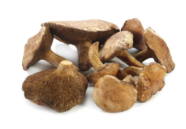 Syrové houby na bílém pozadí — Stock fotografie