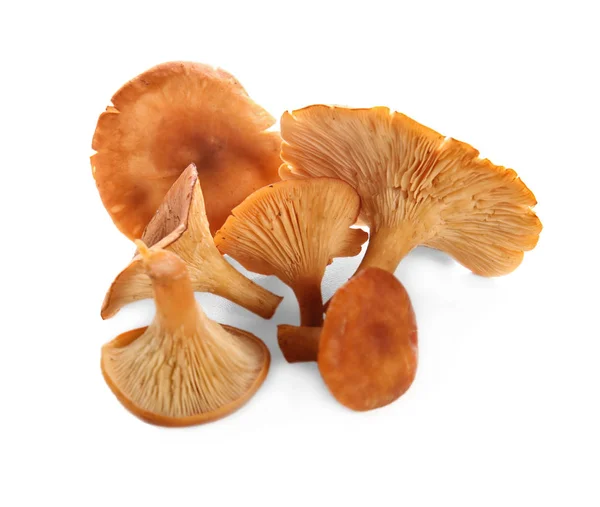 Ruwe hanenkam paddestoelen op witte achtergrond — Stockfoto