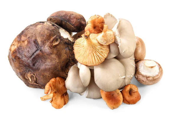 Variedade de cogumelos crus no fundo branco — Fotografia de Stock