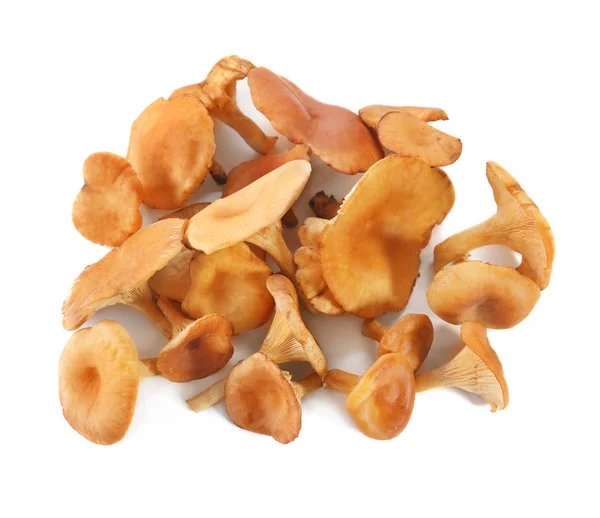 Raw chanterelle mushrooms on white background — Stock Photo, Image