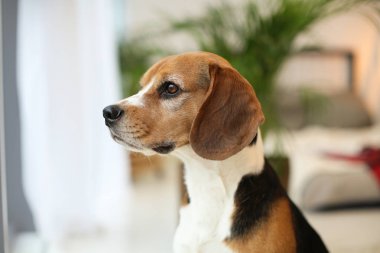 Arka plan bulanık üzerinde şirin beagle