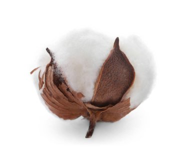 Beyaz arka plan üzerinde izole yumuşak pamuk çiçek