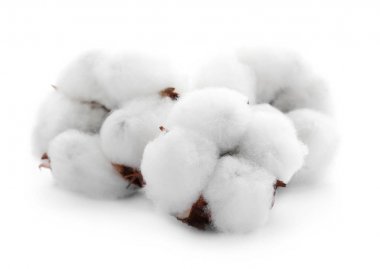Beyaz arka plan üzerinde izole yumuşak pamuk çiçek