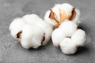 gri zemin üzerine Pamuk çiçek