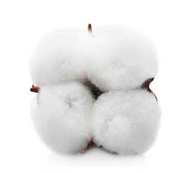 Beyaz arka plan üzerinde izole yumuşak pamuk çiçek
