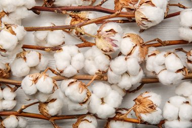 Pamuk çiçekler dallar, üstten görünüm