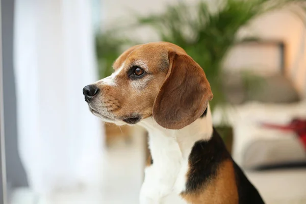 Niedlicher Beagle Auf Verschwommenem Hintergrund — Stockfoto