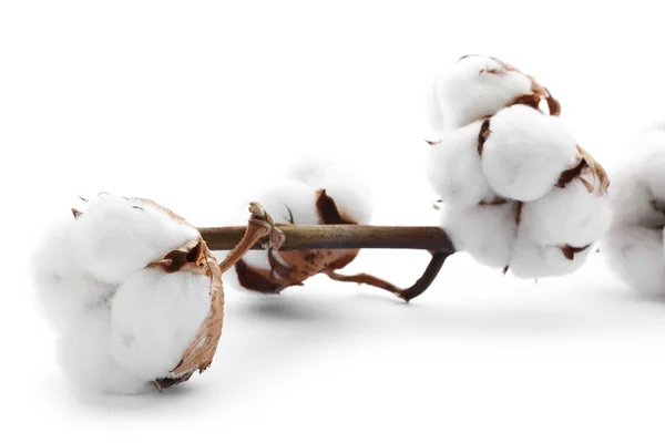 Soft Cotton Flowers Isolated White Background Stock Image